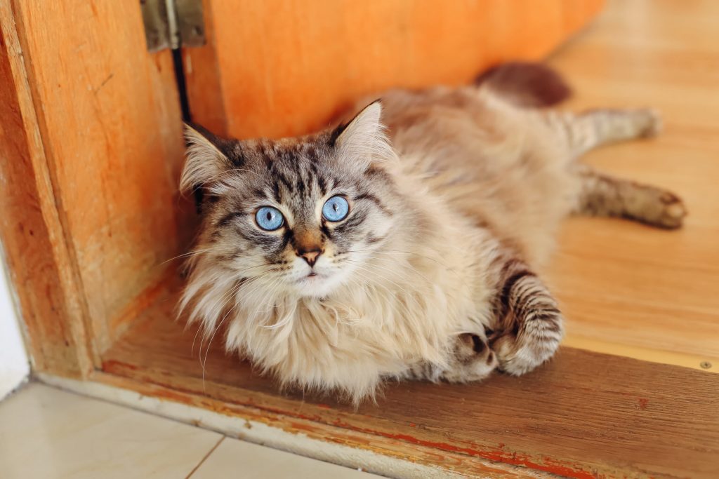 cat is lying doorstep looks camera lens scaled 1 | Manual Pet