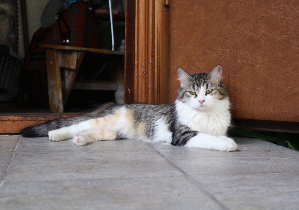 cat lies parish house porch near house near door scaled 1 | Manual Pet