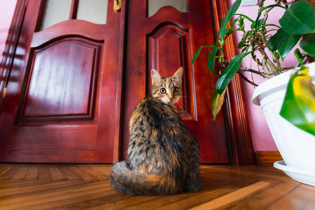 cat sits room by door looks into camera scaled 1 | Manual Pet