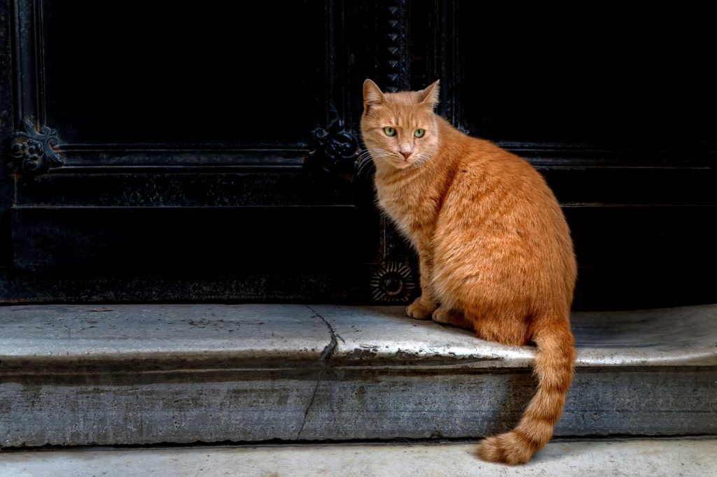 cute adult red tabby cat sitting black door scaled 1 | Manual Pet