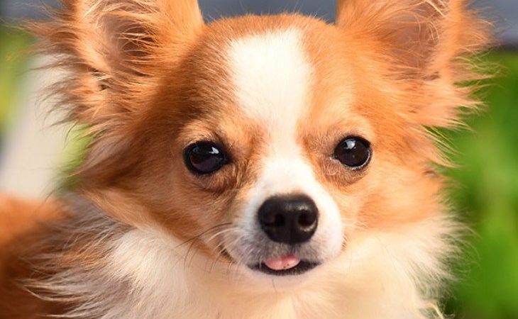 Chihuahua: Não assusta ninguém, por seu reduzido tamanho, mas é um excelente companheiro!