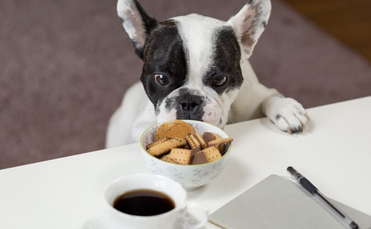 Dez alimentos ou grupos de alimentos que são ruins para cães