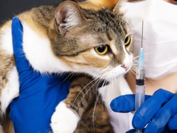 adult cat looks syringe with medicine vet clinic call veterinarian home vaccination cats scaled 1 | Manual Pet