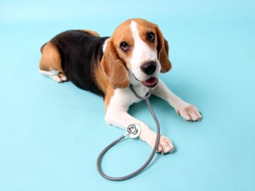 beagle dog with stethoscope as veterinarian scaled 1 | Manual Pet