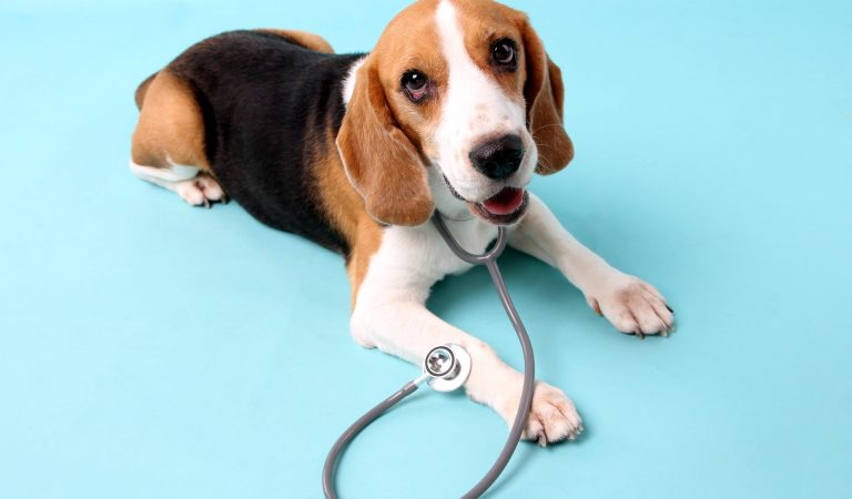 As principais vacinas para o seu cachorro