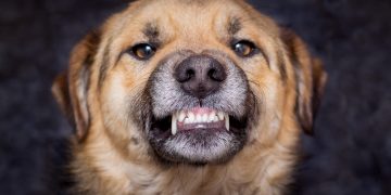 dog shows teeth angry dog is ready bite caution is evil dog scaled 1 | Manual Pet