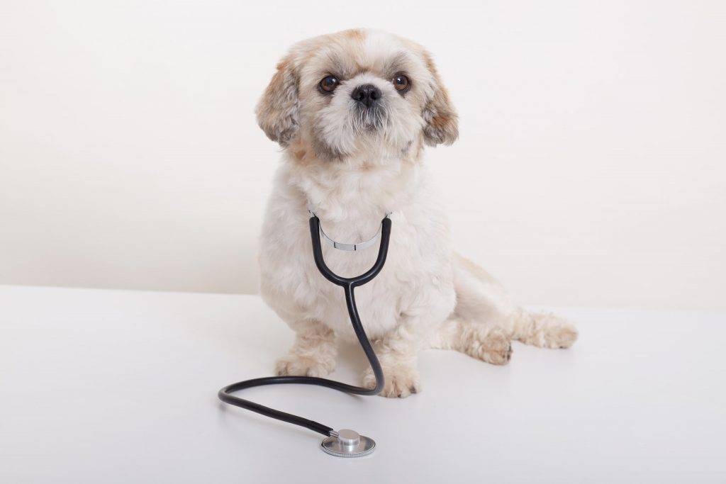 portrait vet pekingese dog isolated scaled 1 | Manual Pet