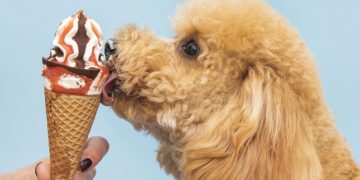 cute dog licking ice cream scaled 1 | Manual Pet