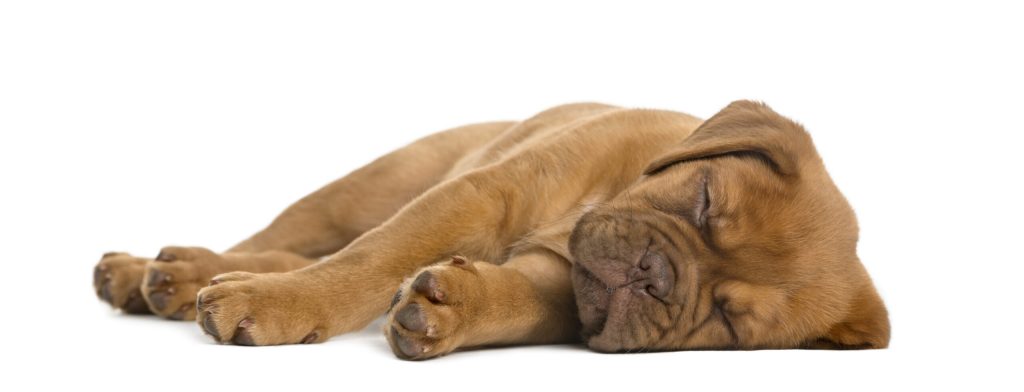 dogue de bordeaux puppy lying sleeping front white wall scaled 1 | Manual Pet