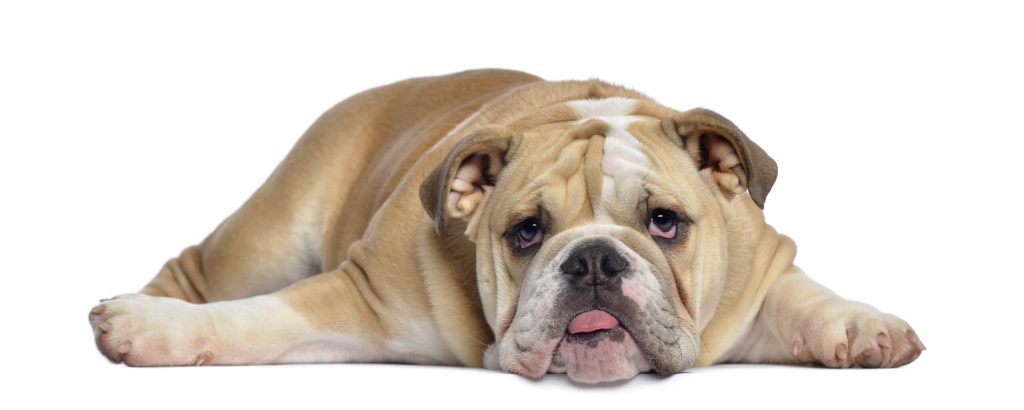 english bulldog puppy lying exhausted isolated scaled 1 | Manual Pet