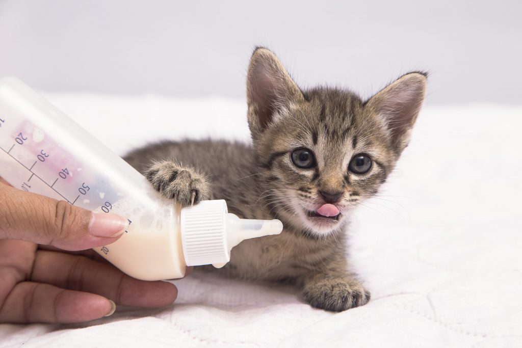 feeding milk lovely kitten scaled 1 | Manual Pet