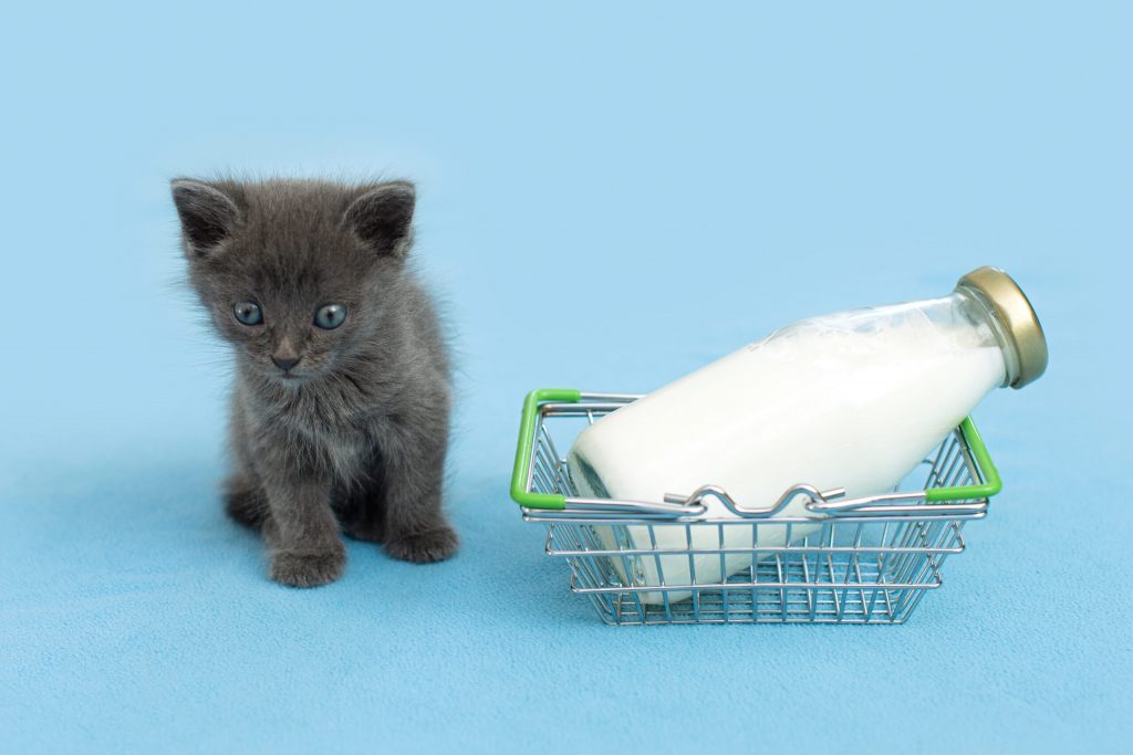 kitten bottle milk gray cat with food shopping cart scaled 1 | Manual Pet