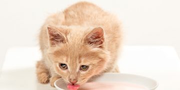 red or white cat on white studio background drinking milk scaled 1 | Manual Pet