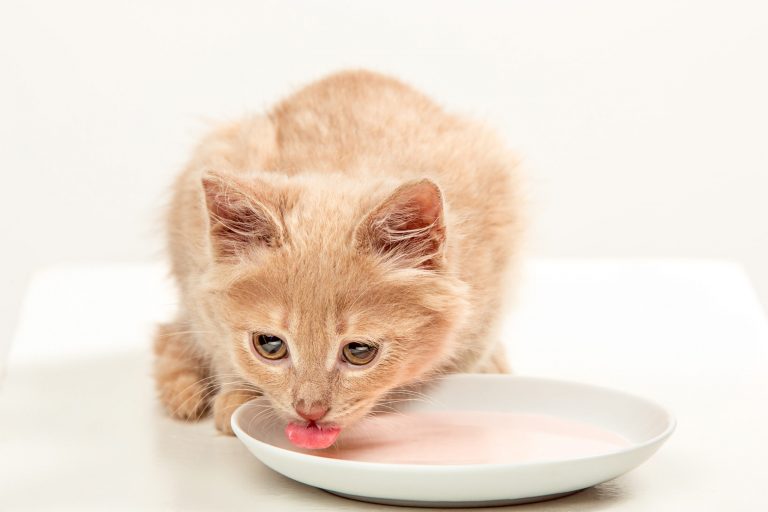 red or white cat on white studio background drinking milk scaled 1 | Manual Pet