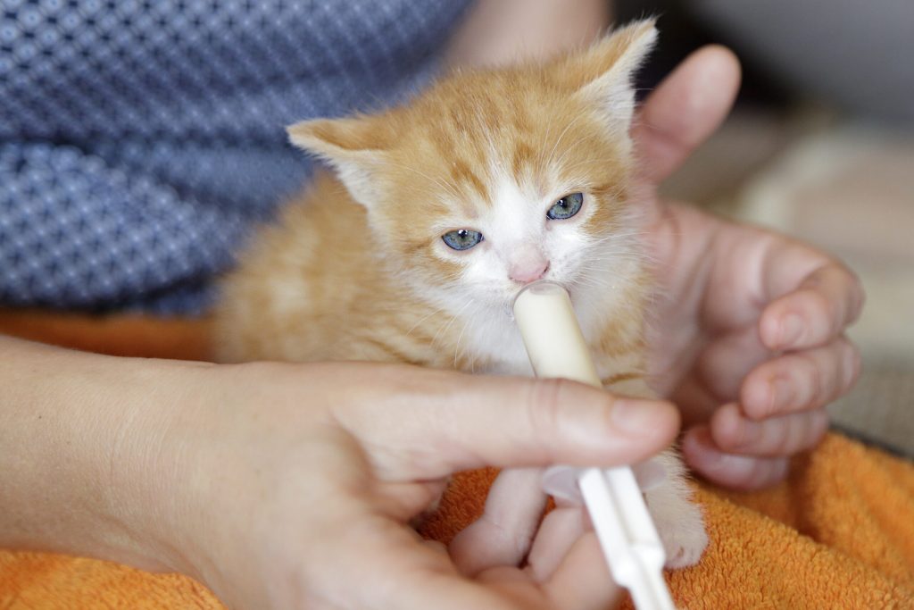 woman hands holding feeding cute ginger kitten with syringe scaled 1 | Manual Pet