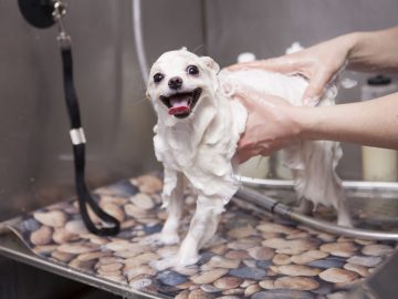 adorable little dog being washed grooming salon scaled 1 | Manual Pet