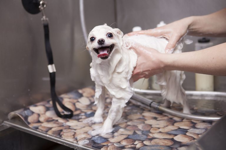 adorable little dog being washed grooming salon scaled 1 | Manual Pet