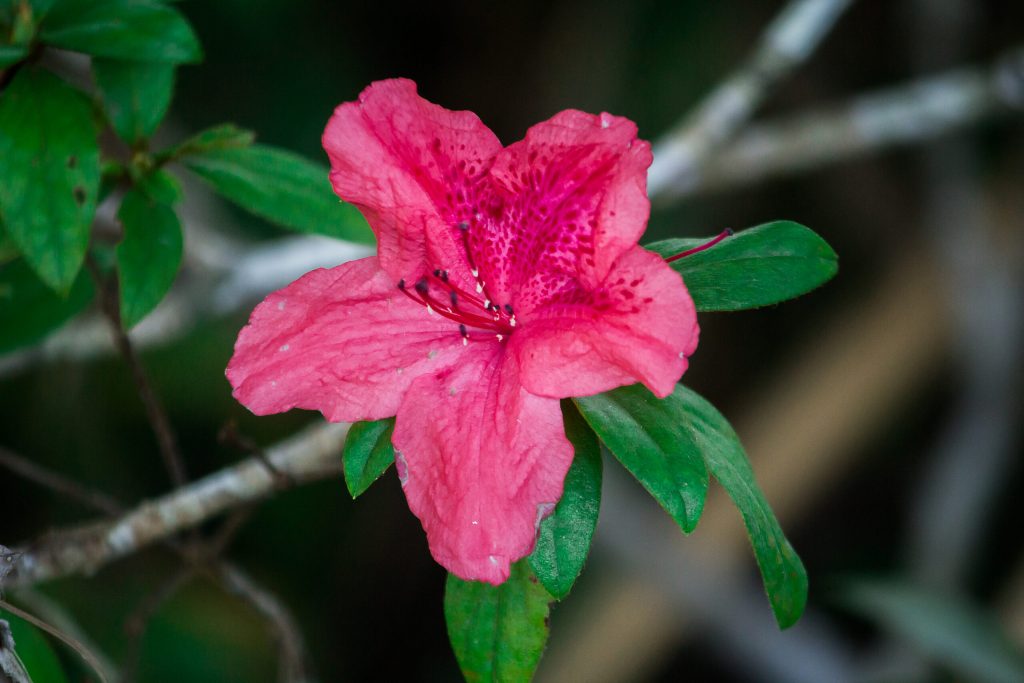 azalea is blooming beautiful flowers during cold season azalea is family name flowering plant genus rhododendron scaled 1 | Manual Pet