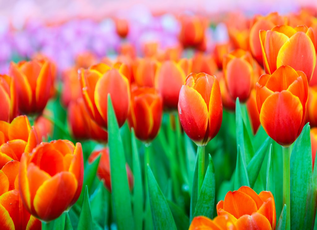 beautiful orange tulip flowers field spring scaled 1 | Manual Pet