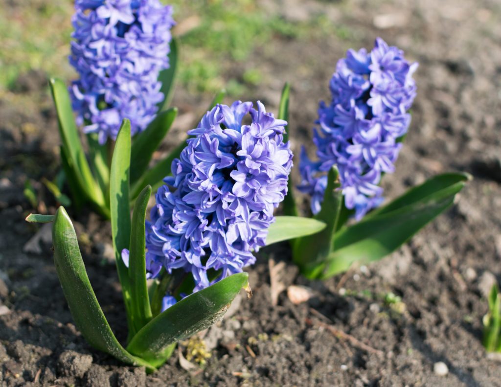blue hyacinth flower hyacinthus hyacinths flower scaled 1 | Manual Pet