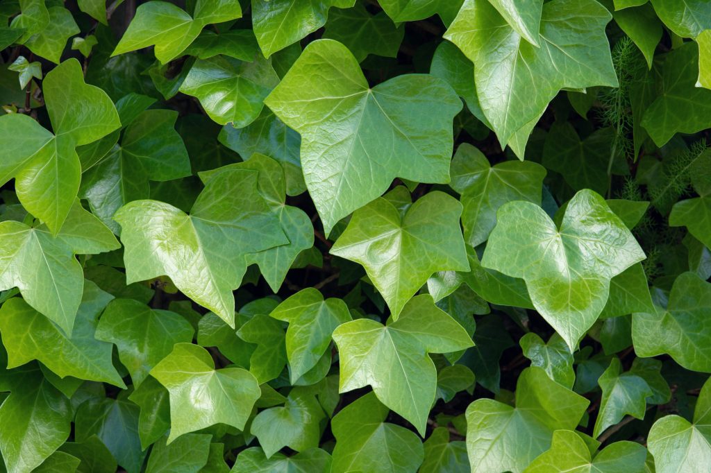 bright green ivy hedera helix scaled 1 | Manual Pet