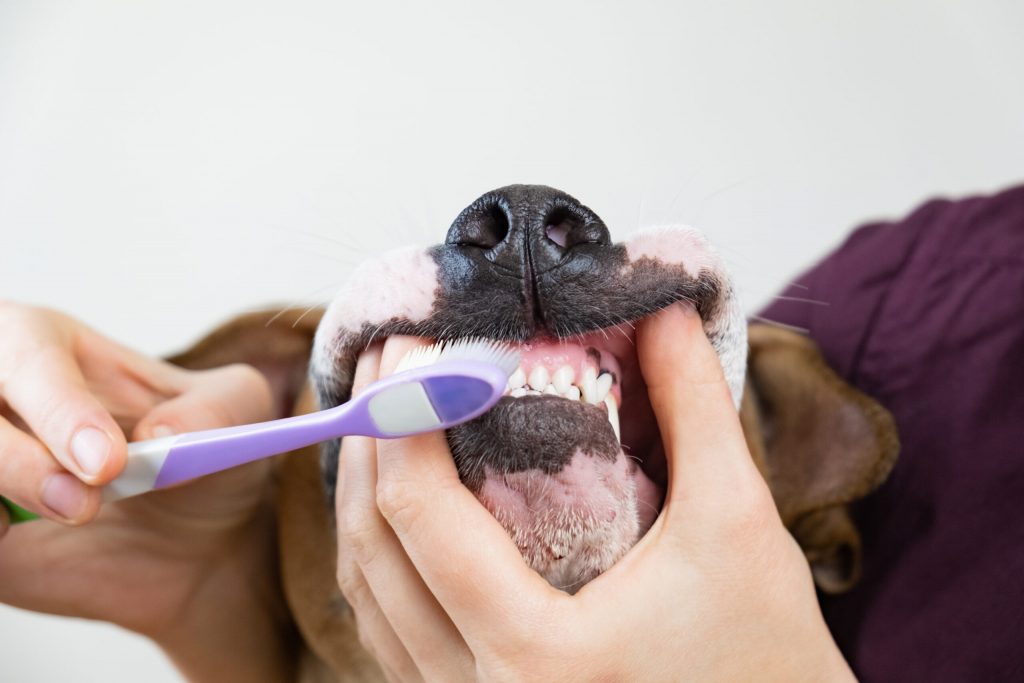 brushing dog s teeth dental hygiene concept pet owner cleans teeth dog with toothbrush scaled 1 | Manual Pet