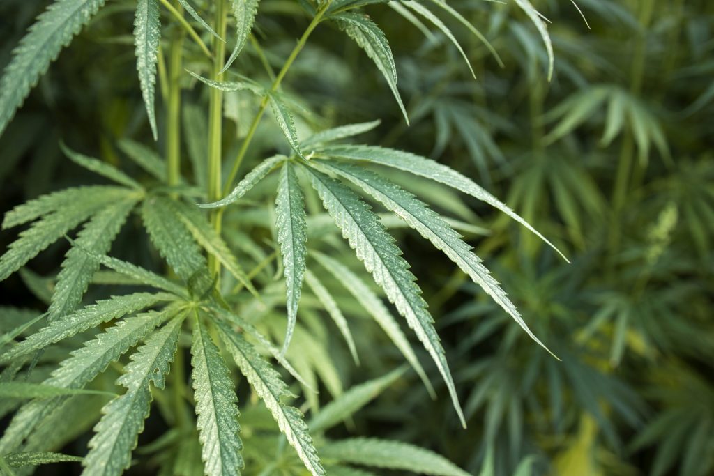 cannabis hemp plant leaves alternative medicine concept scaled 1 | Manual Pet