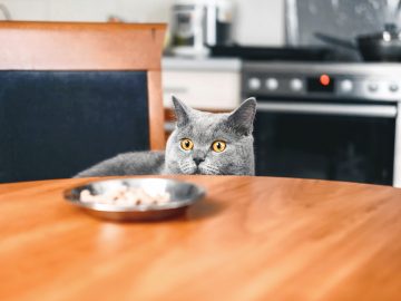 cat is looking food cat watches food sly beautiful british gray cat close up cat looks out from table scaled 1 | Manual Pet