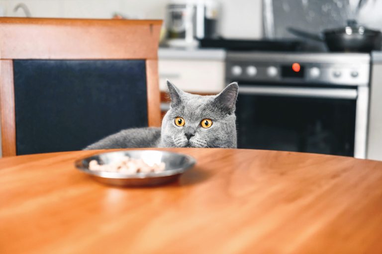 cat is looking food cat watches food sly beautiful british gray cat close up cat looks out from table scaled 1 | Manual Pet