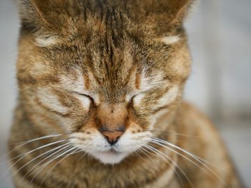 close up adorable cat with closed eyes scaled 1 | Manual Pet