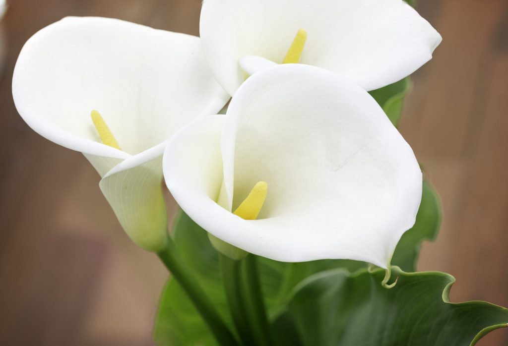 close up beautiful calla lilies flower with heart shape leaves scaled 1 | Manual Pet