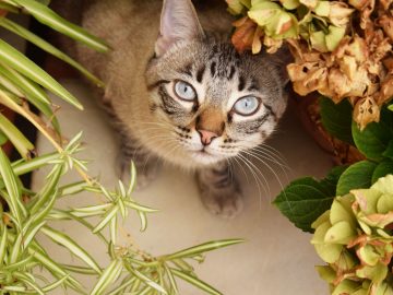 closeup selective shot cute grey cat with blue eyes hiding plants scaled 1 | Manual Pet
