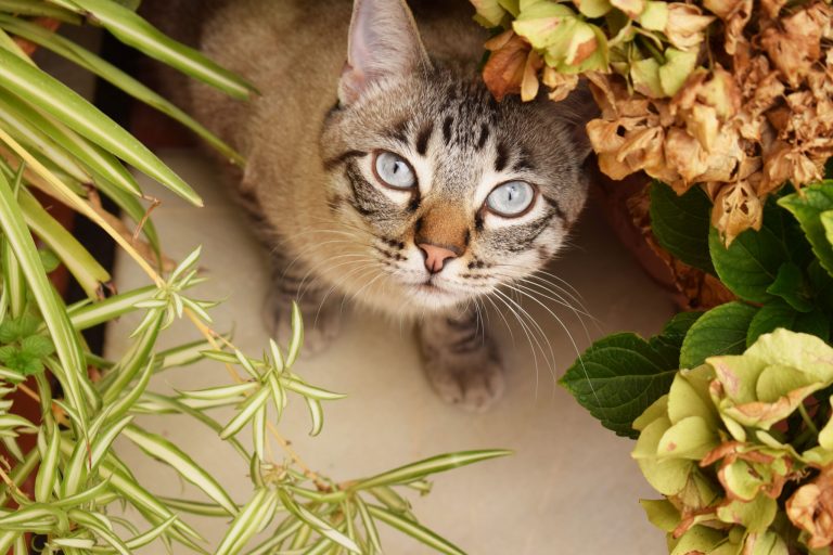 closeup selective shot cute grey cat with blue eyes hiding plants scaled 1 | Manual Pet