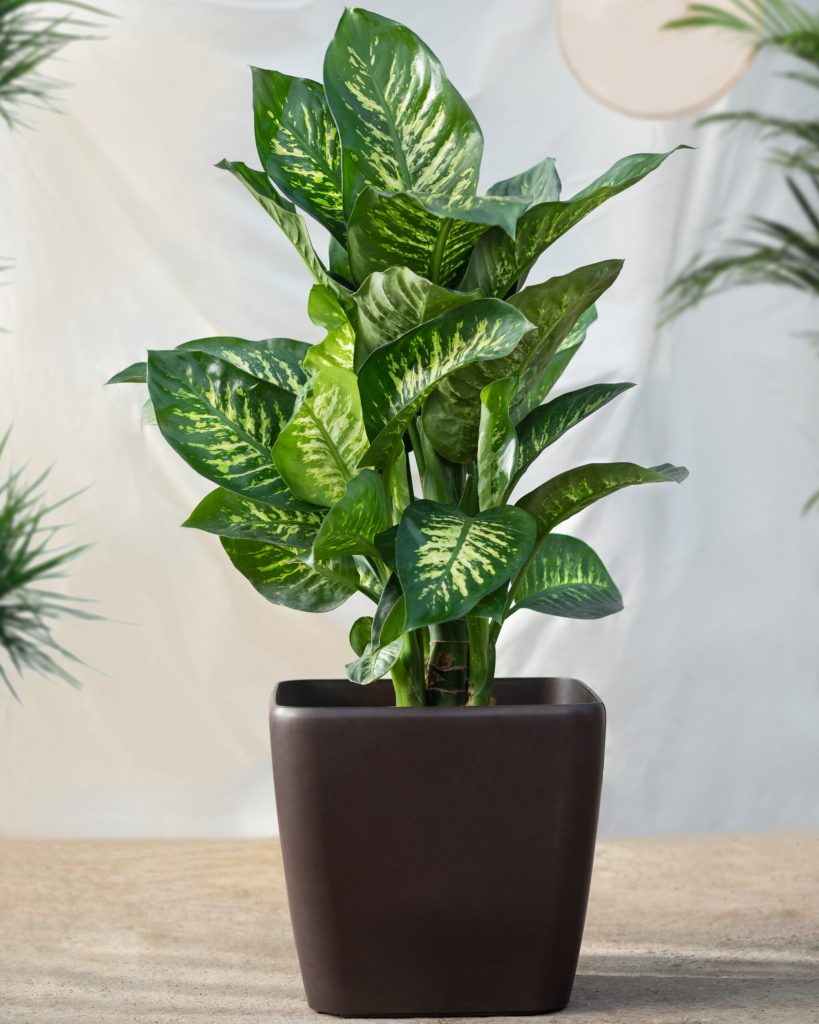 dieffenbachia plant black pot scaled 1 | Manual Pet