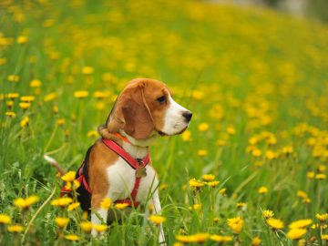 dog beagle walk summer green field with yellow dandelions scaled 1 | Manual Pet