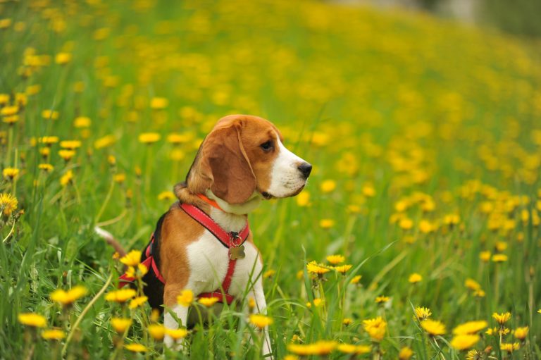 dog beagle walk summer green field with yellow dandelions scaled 1 | Manual Pet