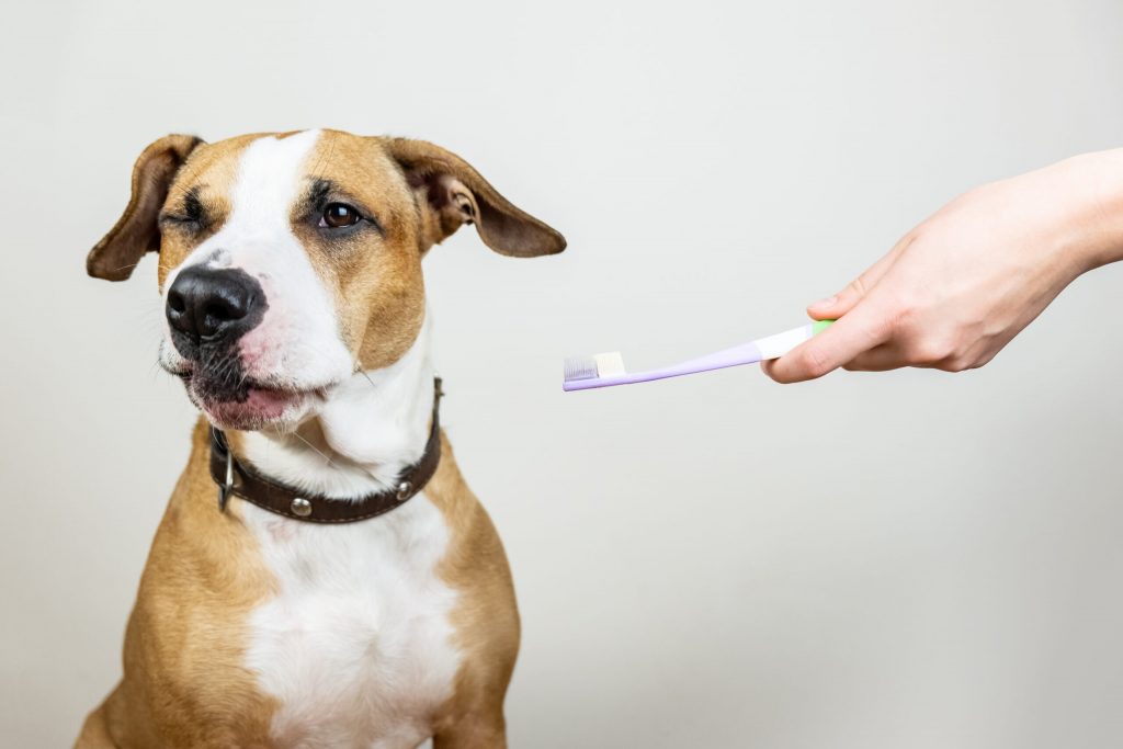 dog toothbrush white background concept pets dental hygiene staffordshire terrier with funny face looks away from toothbrush scaled 1 | Manual Pet