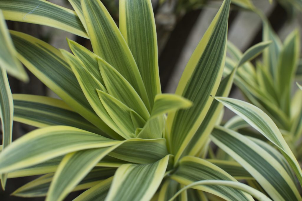 dracaena green leaves close up background scaled 1 | Manual Pet