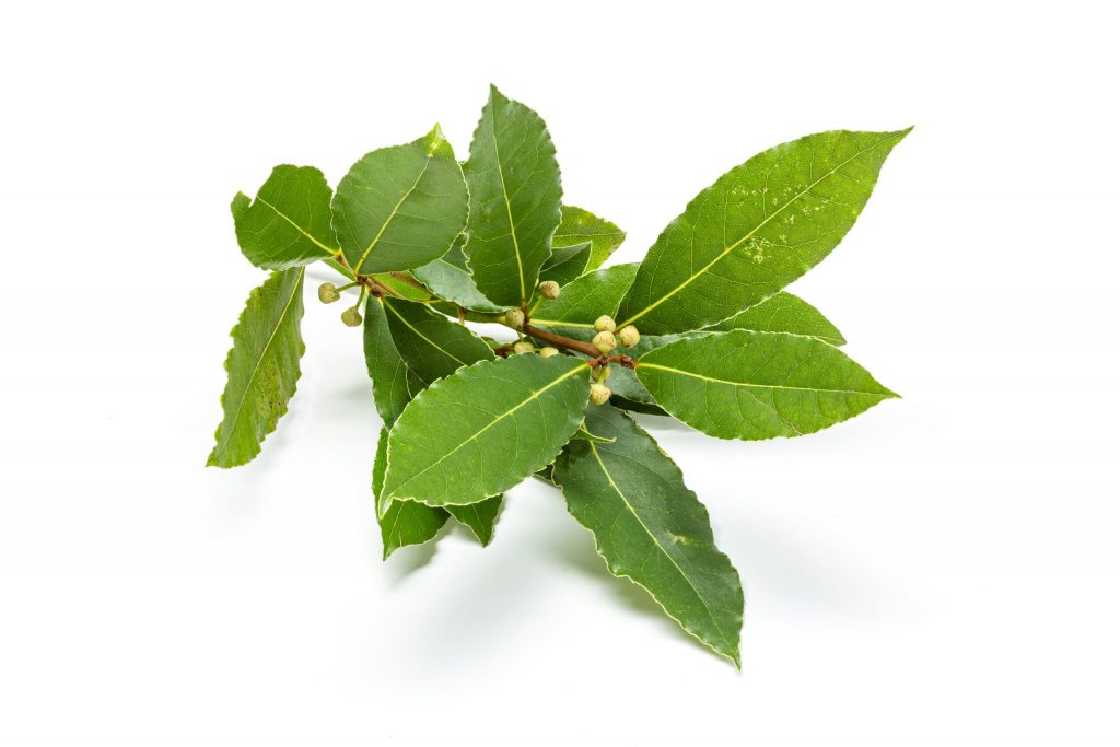 fresh bay laurel twig with leaves isolated laurus nobilis scaled 1 | Manual Pet