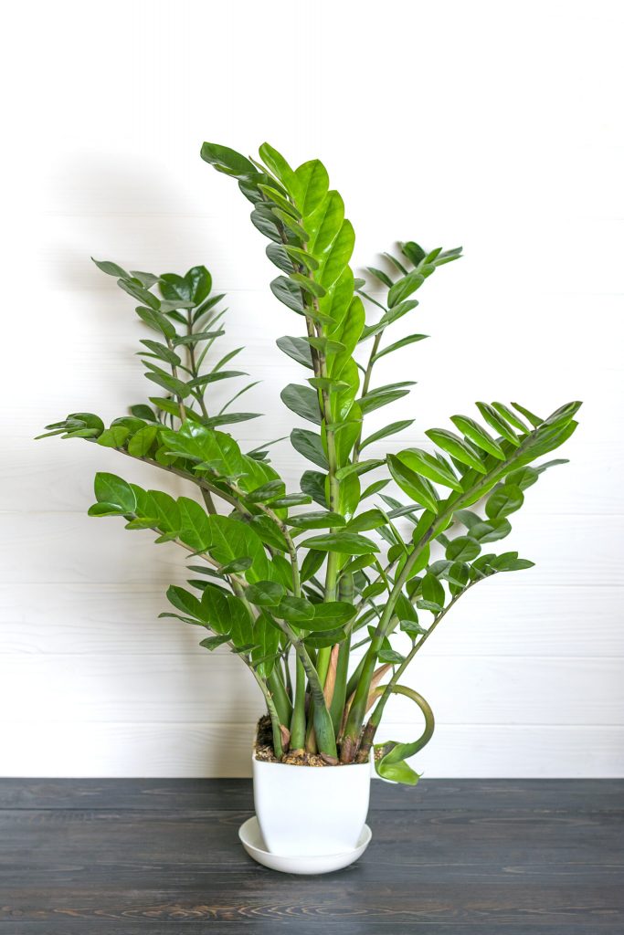 green zamioculcas zamiifolia plant with white pot wooden table house plant home decor concept scaled 1 | Manual Pet