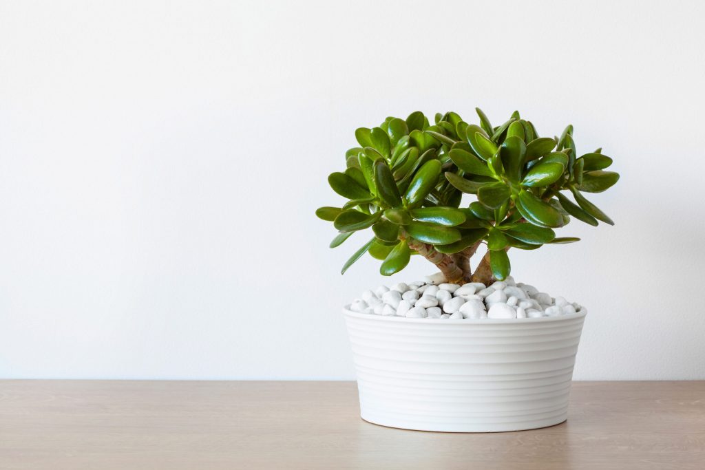 houseplant crassula ovata jade plant money tree white pot scaled 1 | Manual Pet