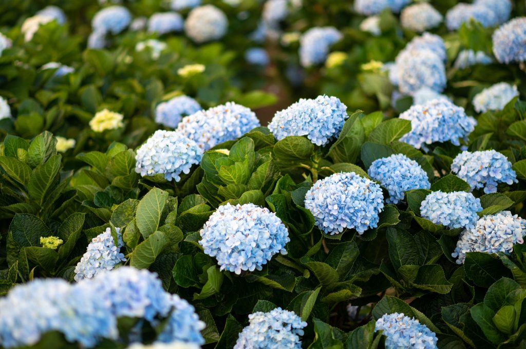 hydrangea flowers garden with bokeh background scaled 1 | Manual Pet