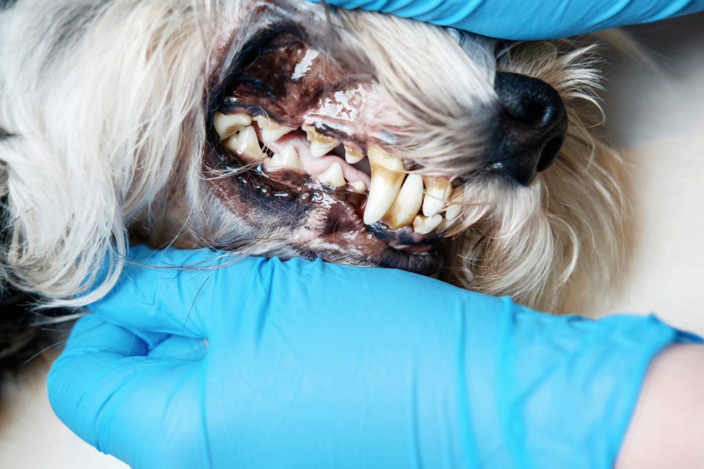 oral hygiene dog sick dog close up problem scaled 1 | Manual Pet