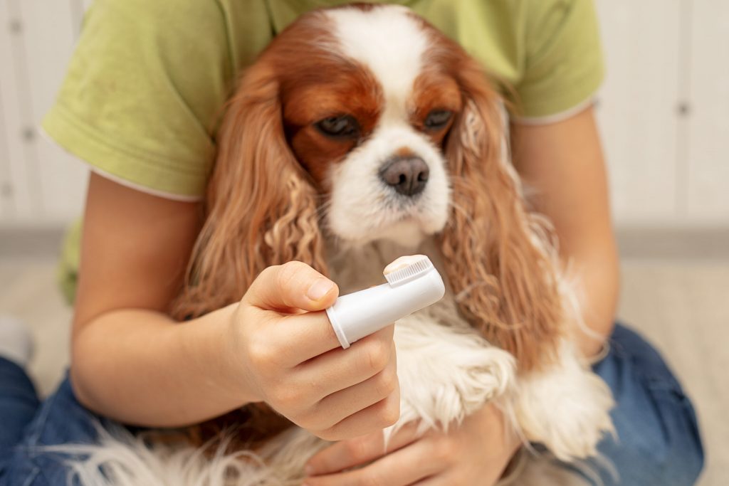 owner s hand holding toothbrush with toothpaste dog cavalier king charles spaniel close up selective focus scaled 1 | Manual Pet