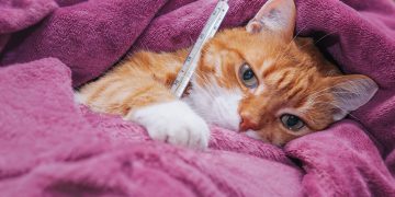 red cat got sick and hid in a warm blanket scaled 1 | Manual Pet