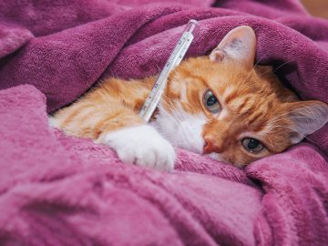 red cat got sick and hid in a warm blanket scaled 1 | Manual Pet