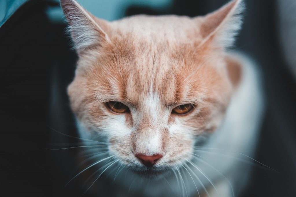 selective focus orange white tabby cat scaled 1 | Manual Pet