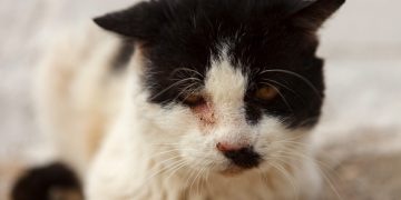street cat with wounded eye scaled 1 | Manual Pet