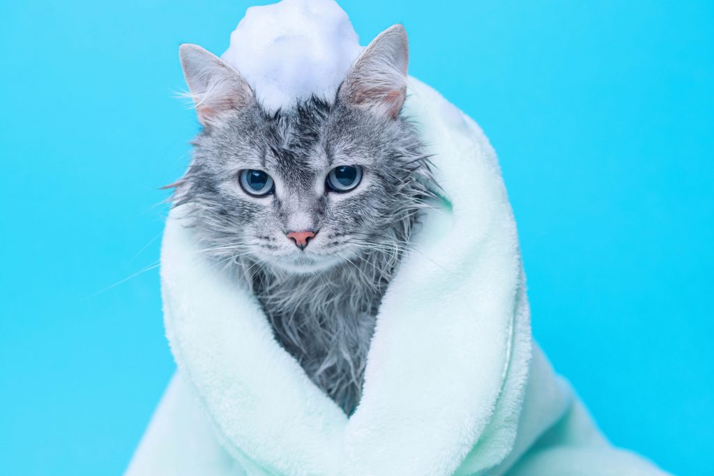 wet gray tabby kitten after bath wrapped in green towel on blue background scaled 1 | Manual Pet