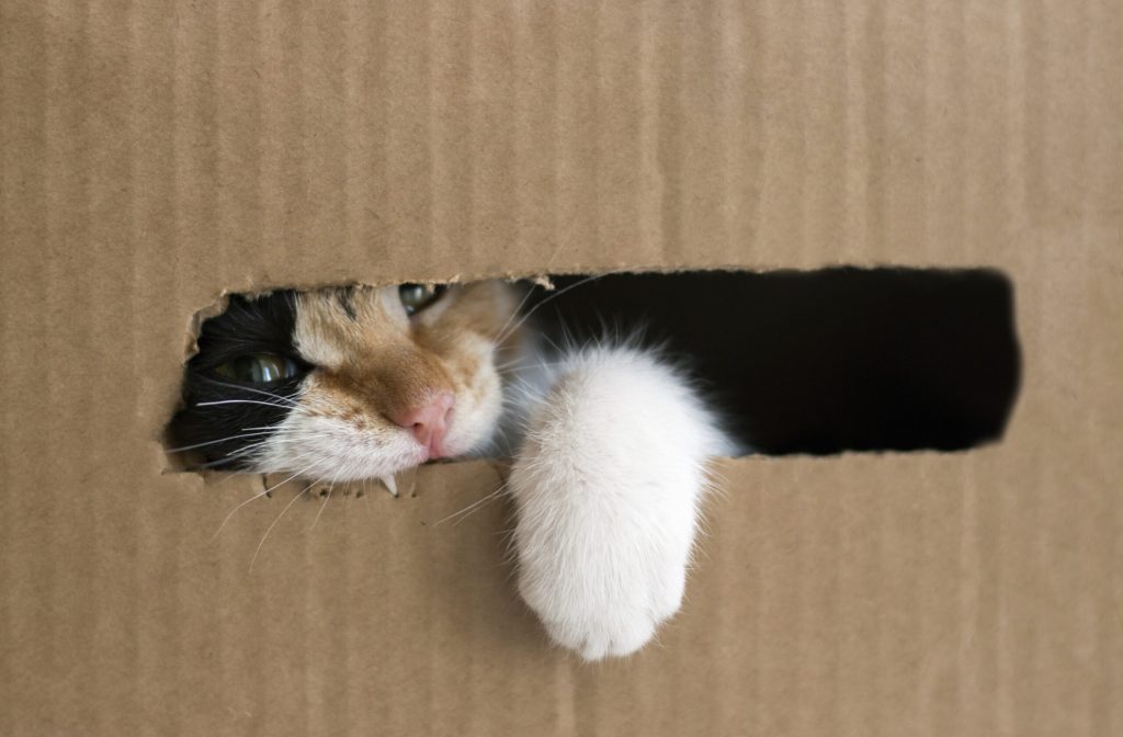 a three colored kitten gnaws a cardboard box kitty put his paw out of the box isolated scaled 1 | Manual Pet